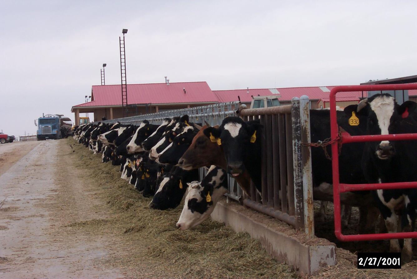 feed lot