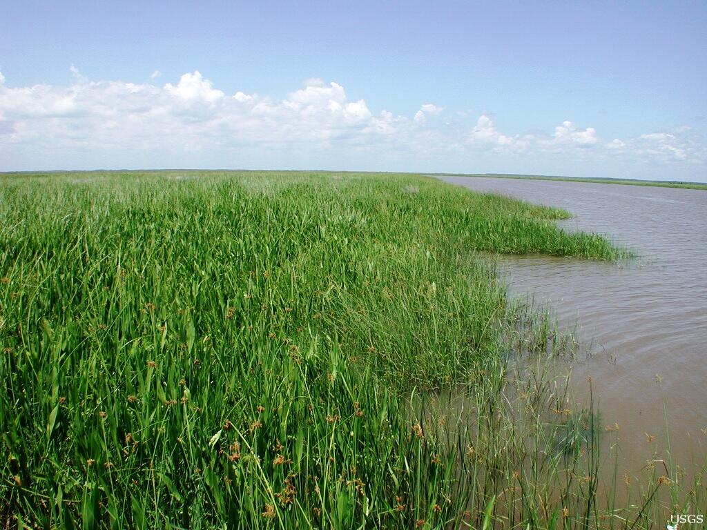 Brackish Marsh in the Mississippi River Delta