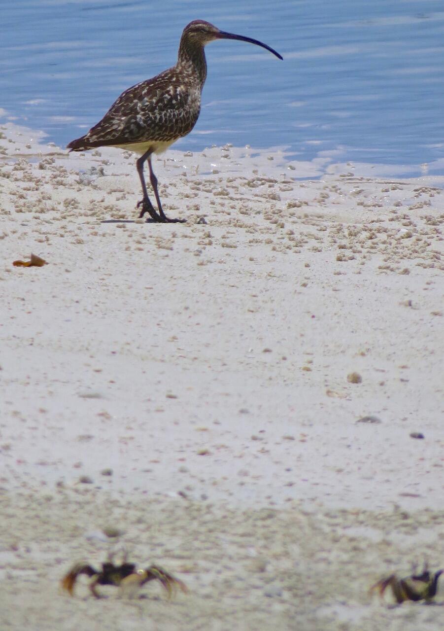 WERC Bristle-Thighed Curlew
