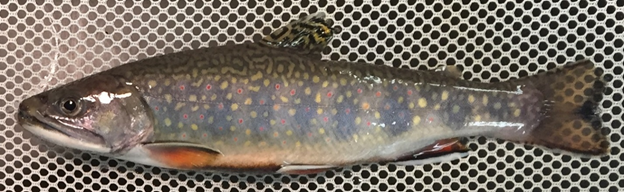 brook trout