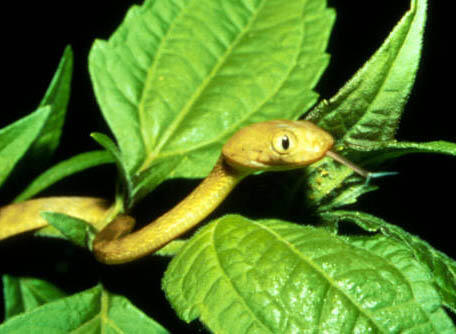 A Brown Treesnake in Guam. USGS photo.