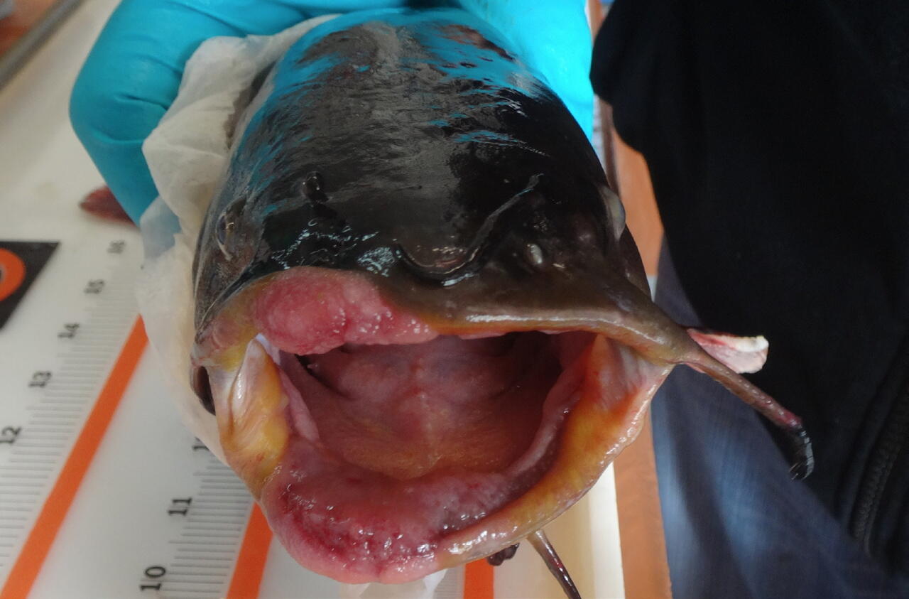 Brown Bullhead from the Ashtabula River Illustrating the External Tumors Observed