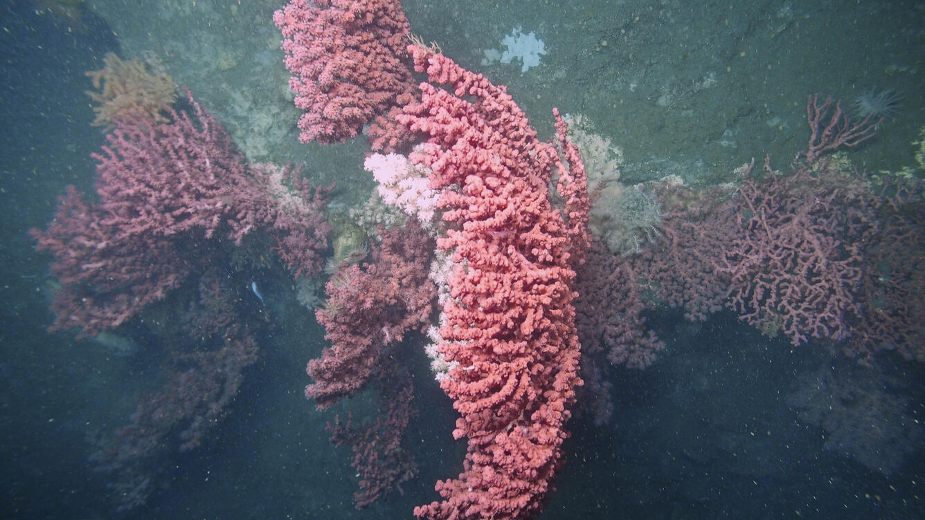 bubblegum coral 