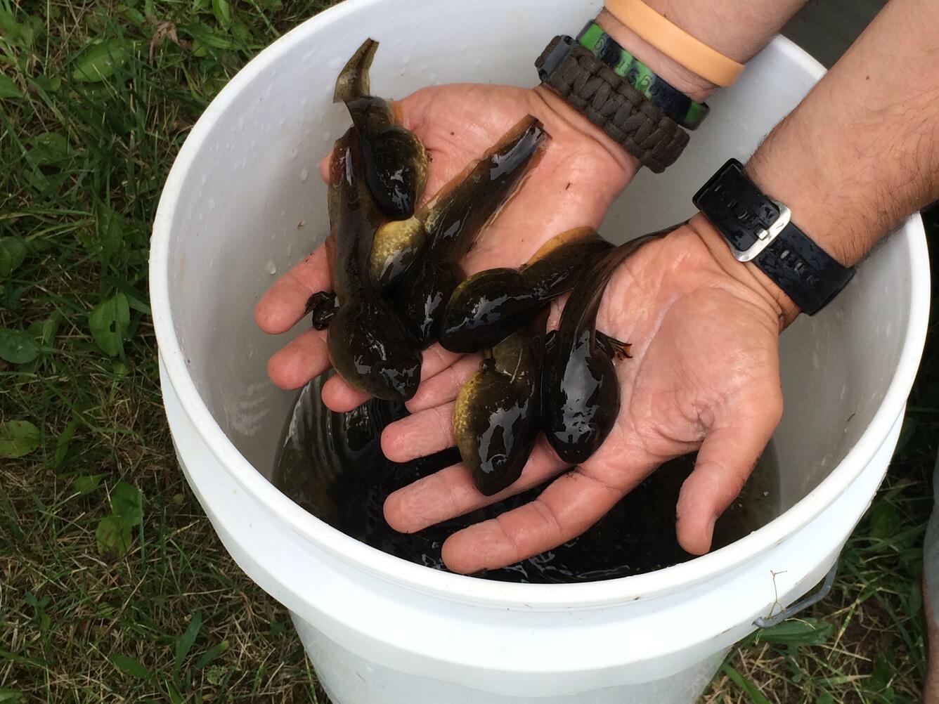 Examining Bullfrog tadpoles