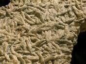 Burrows left from worms found in the bright angel shale 