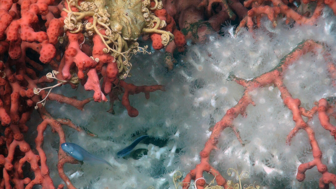 corals and brittle stars