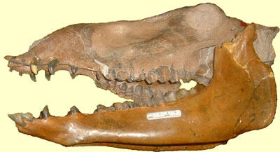 Fossil skull of Protolabis angustidens, an ancient camel