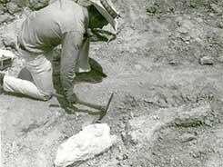 Camel fossil in plaster jacket for collecting