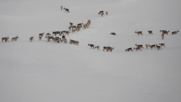 Caribou on snowy landscape