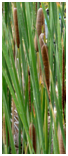 A picture of cattails