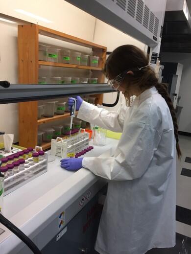 Performing cellulose extraction