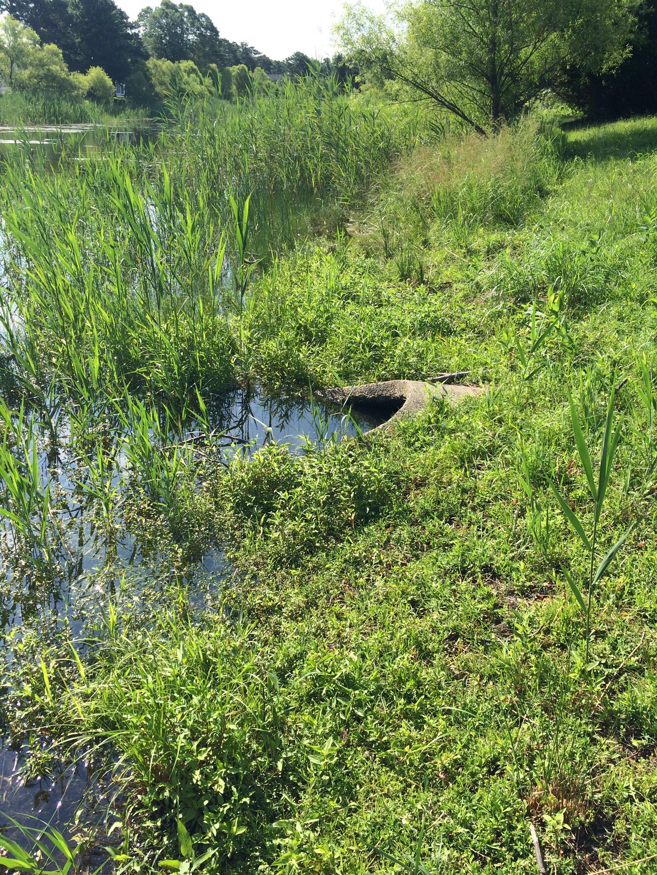 Stormwater basin near Holiday Heights, New Jersey