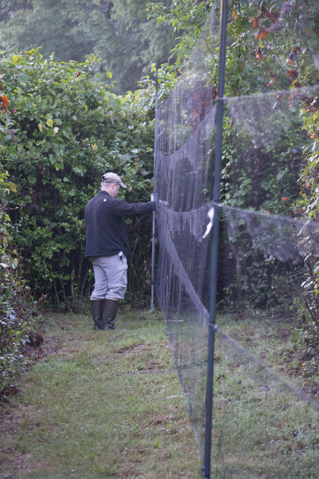 Biologist checks mist-net for birds. 