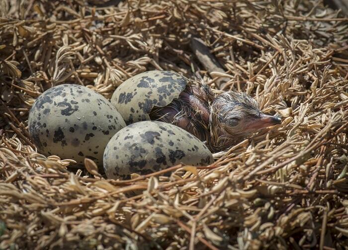 Chick hatching on nest