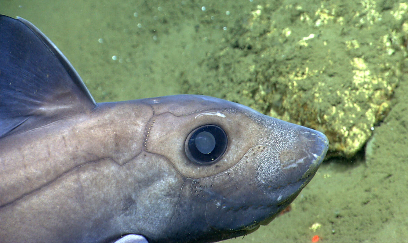chimaera