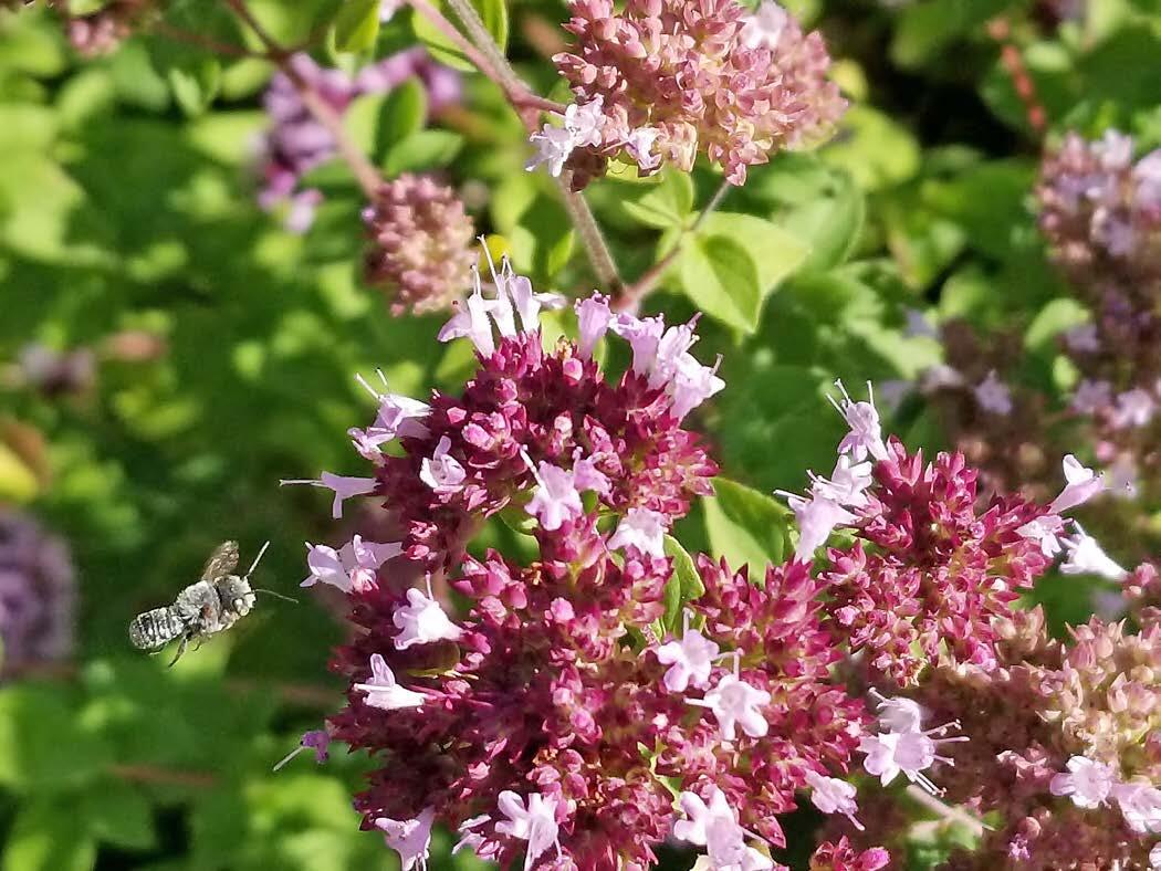 bee approaching a flower