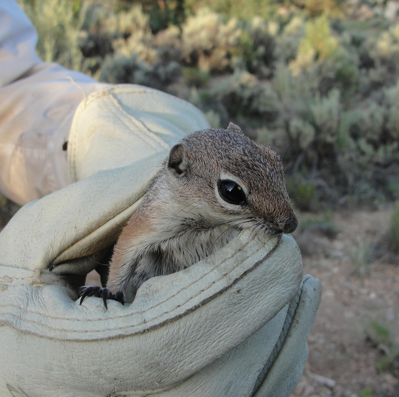 Photo of a cliff chipmunk being held by scientist