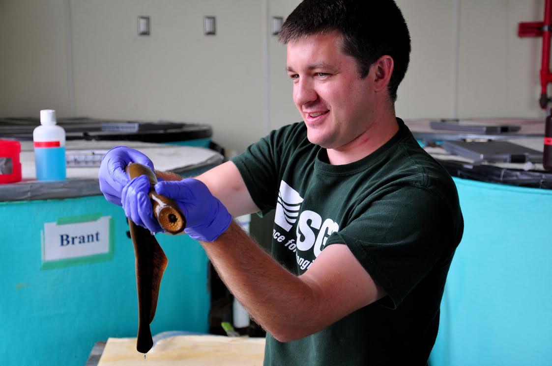 christopher holbrook sea lamprey