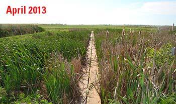 A picture of a coagulation cell in May