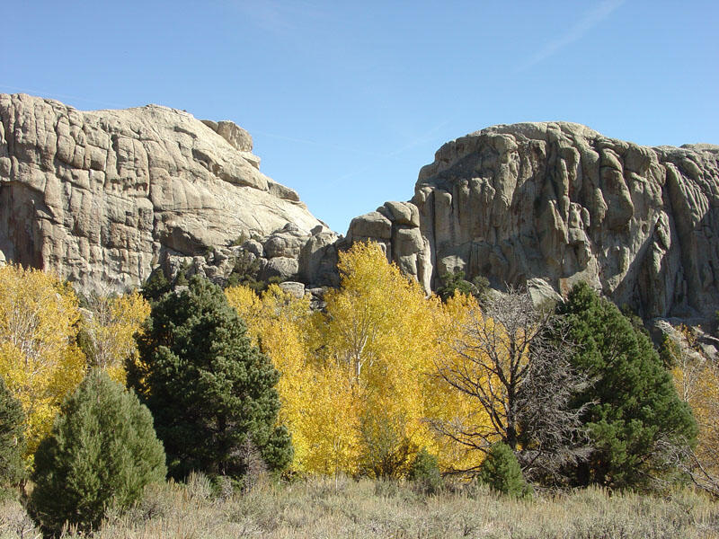 Aspens near Window Rock