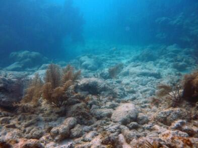 coral reef coastal erosion