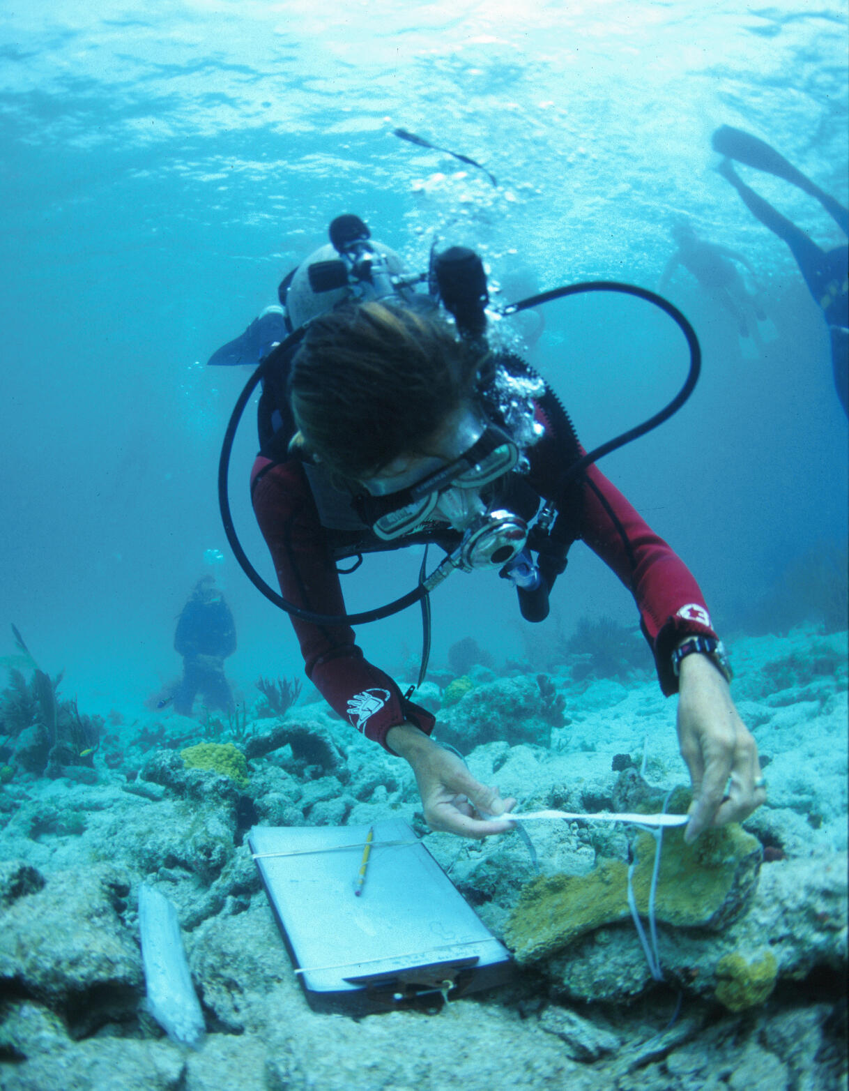 Diver in blue water measures coral on the bottom of the ocean