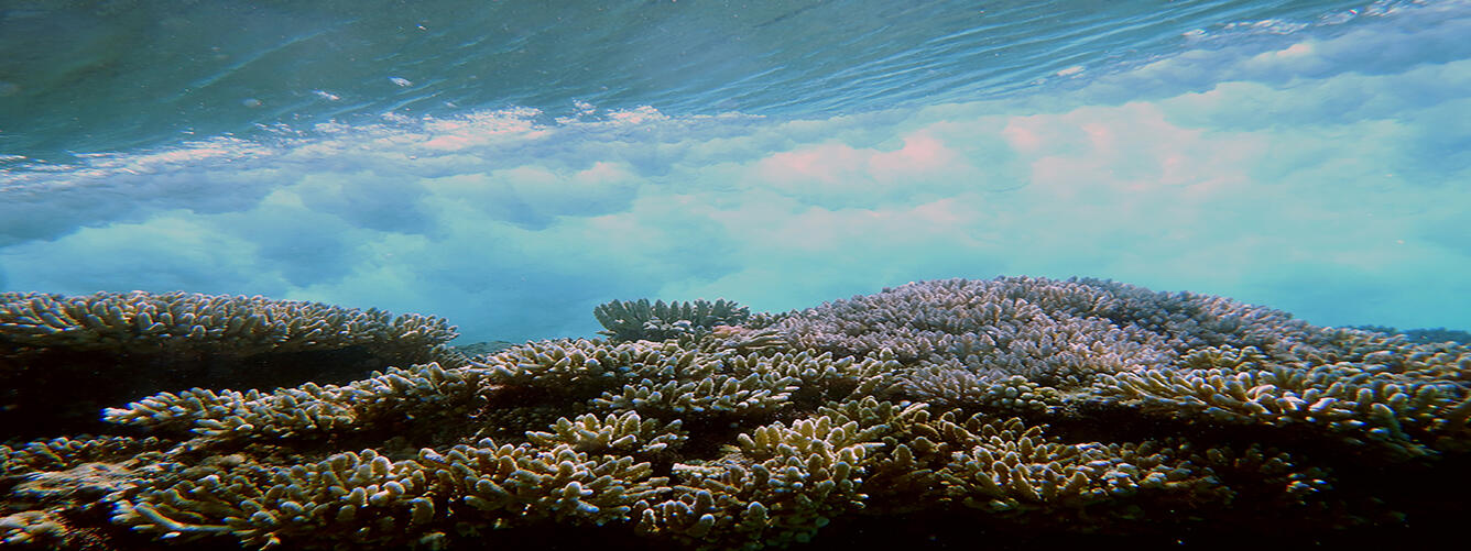 Underwater photo of a shallow coral environment.