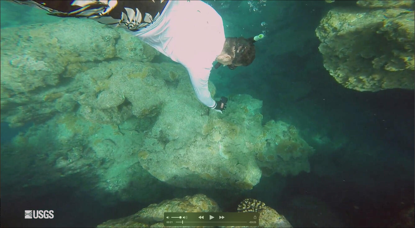 Underwater photograph of USGS oceanographer Curt Storlazzi exploring diseased corals in Hawaii.