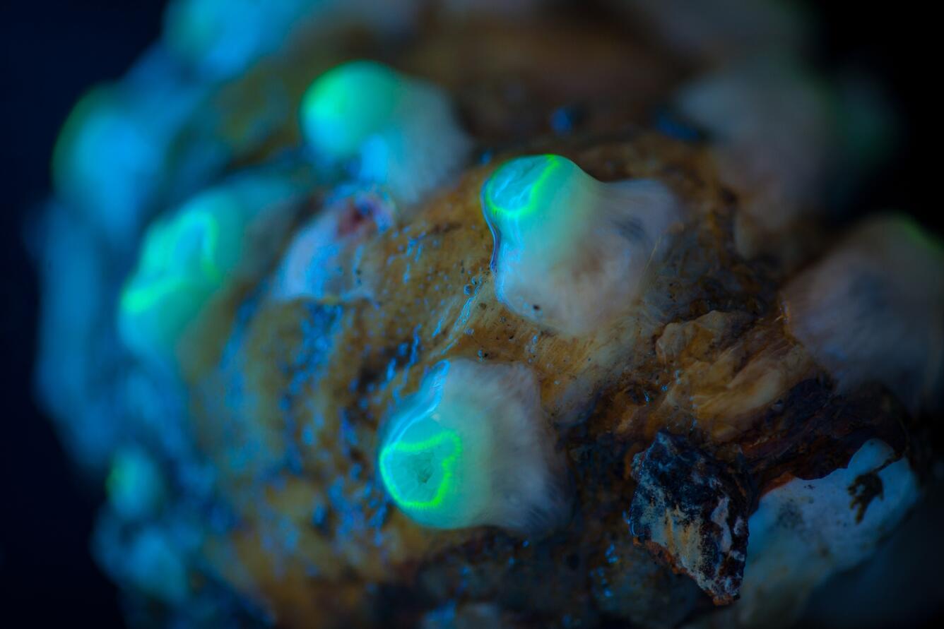 Fluorescing corallimorphs