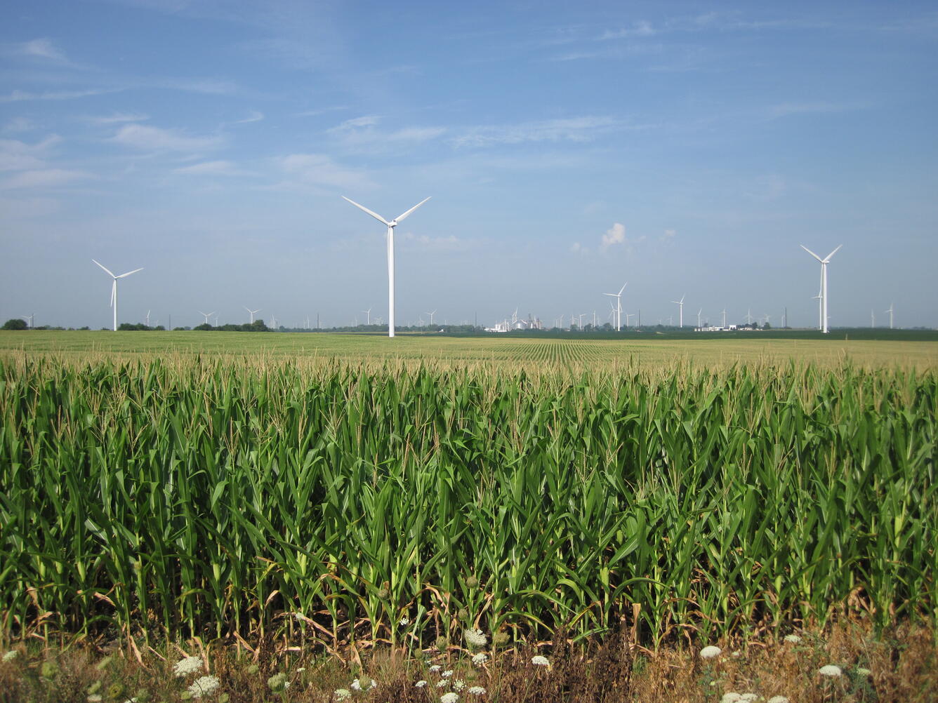 Wind turbines in a corn field. 