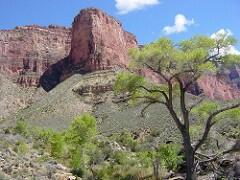 A Cottonwood tree in front of a view of canyon rock layers