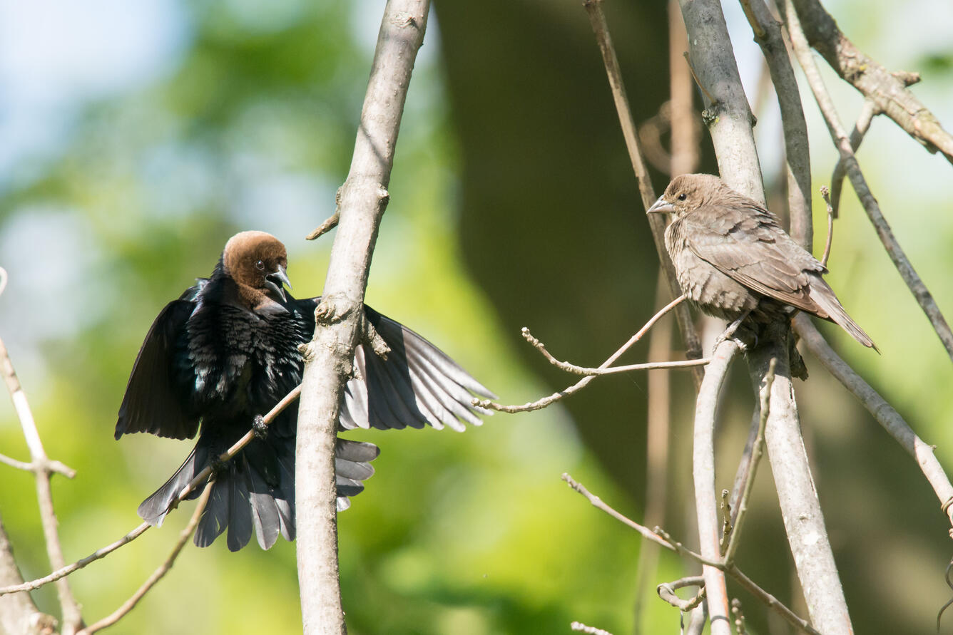 Brown-headed Cowbird courtship