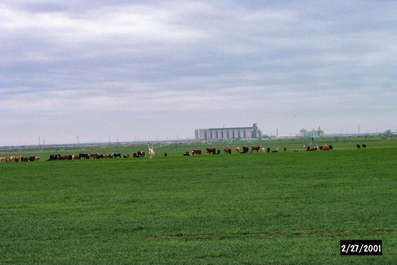 Field with irrigation and livestock