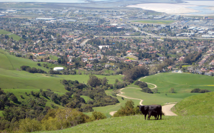 Cattle on rangeland on Mission Peak near Freemont, California