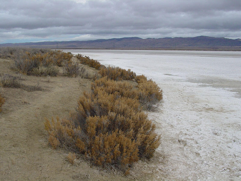 A photo of shrubs