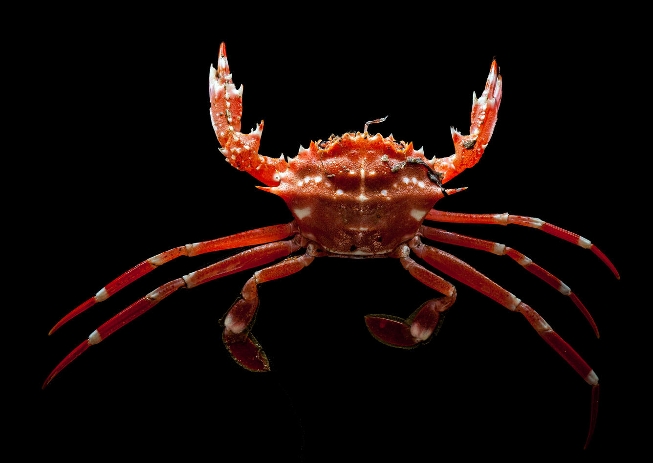 crab