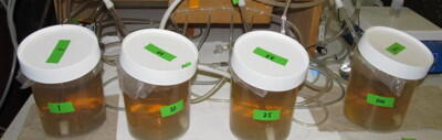 Experimental laboratory setup to study uranium uptake by aquatic organisms