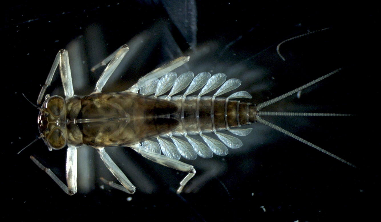 The mayfly (Cinygmula) is one of the insects scientists use to study the bioaccumulation of dissolved and dietary metals