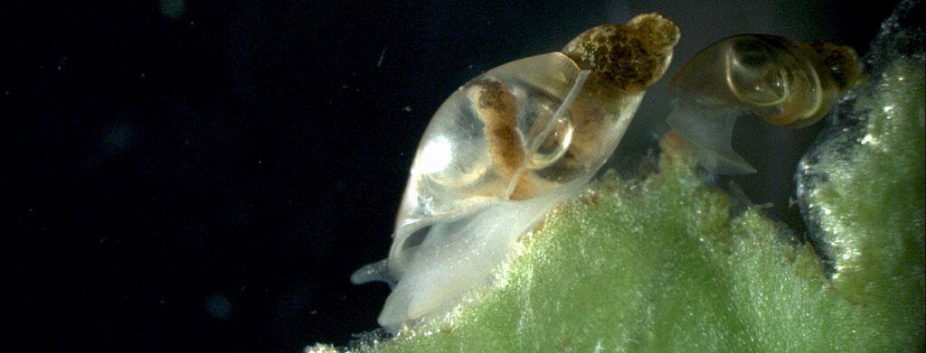 Picture of the freshwater snail (Lymnaea stagnalis) used in the laboratory exposure tests to understand metal uptake