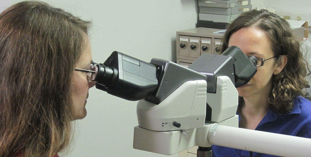 A multi-headed teaching microscope lets wildlife pathologists view the same histopathology slides