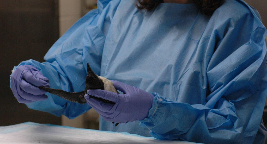 A U.S. Geological Survey (USGS) wildlife pathologist examines a Cassin's auklet (Ptychoramphus aleuticus) in the necropsy lab