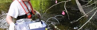 USGS scientist collecting samples of aquatic species from the Pike River, Wis., for later analysis of mercury contamination