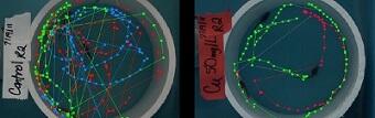 Swimming paths of control (left) and copper (right) exposed fish demonstrate changes in swimming behavior 