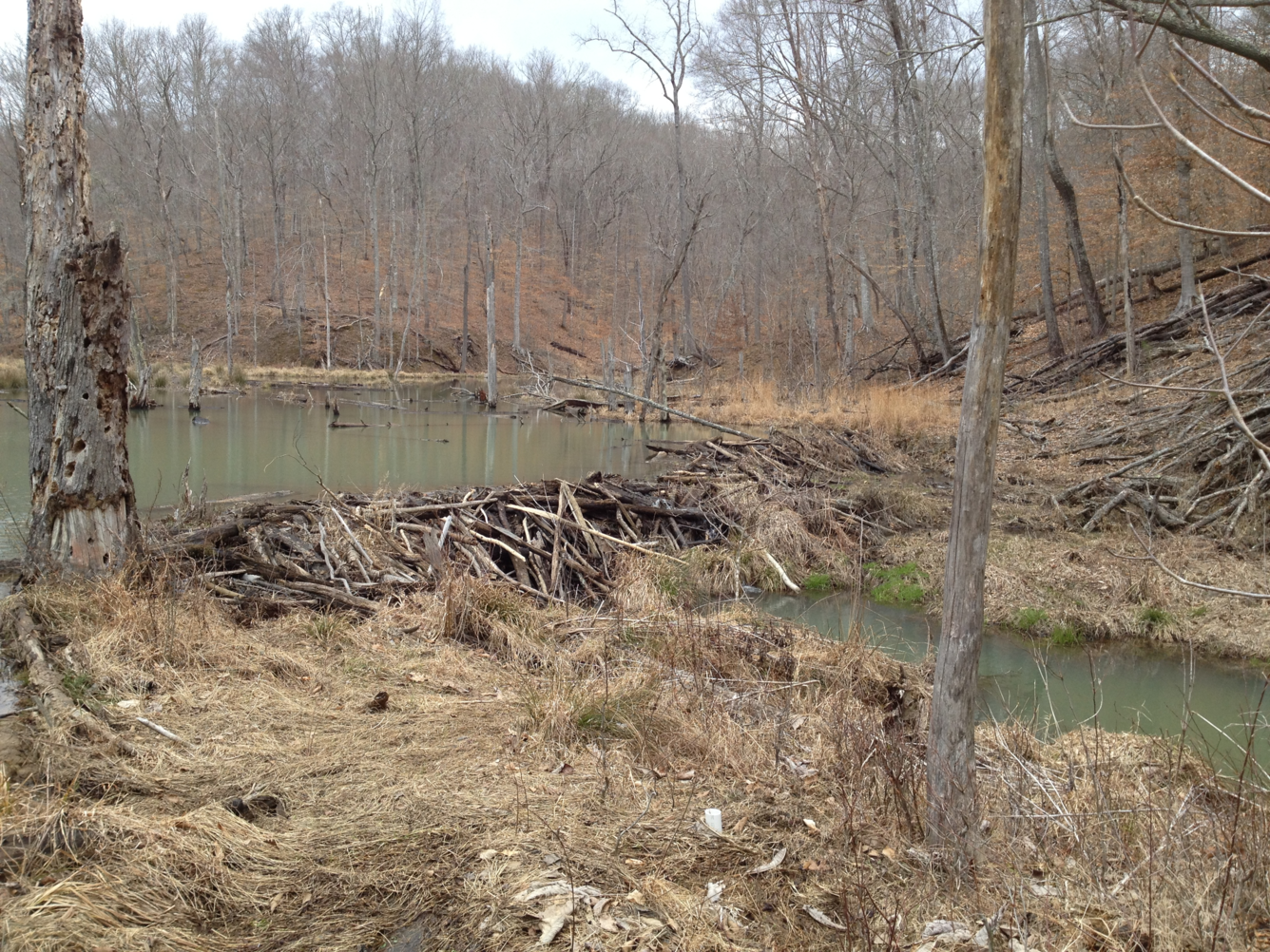 Davis Branch Beaver Dam