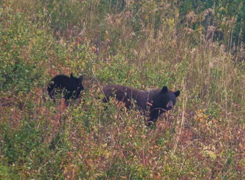 Bears by trench site