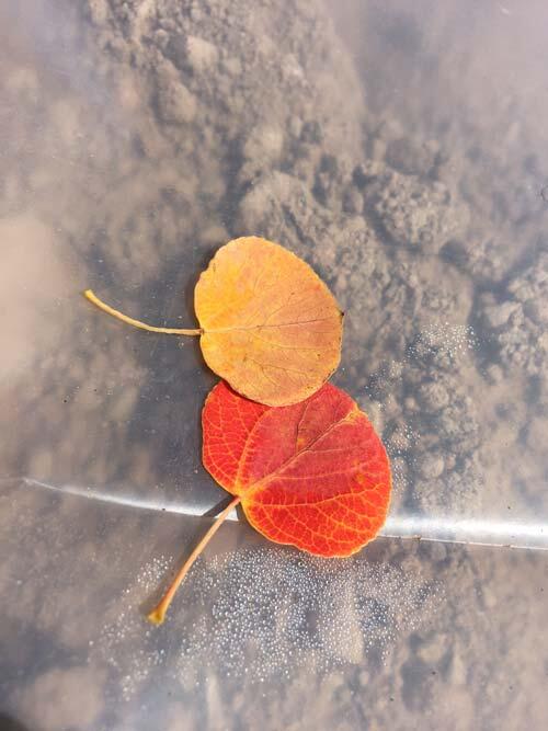 Aspen leaves