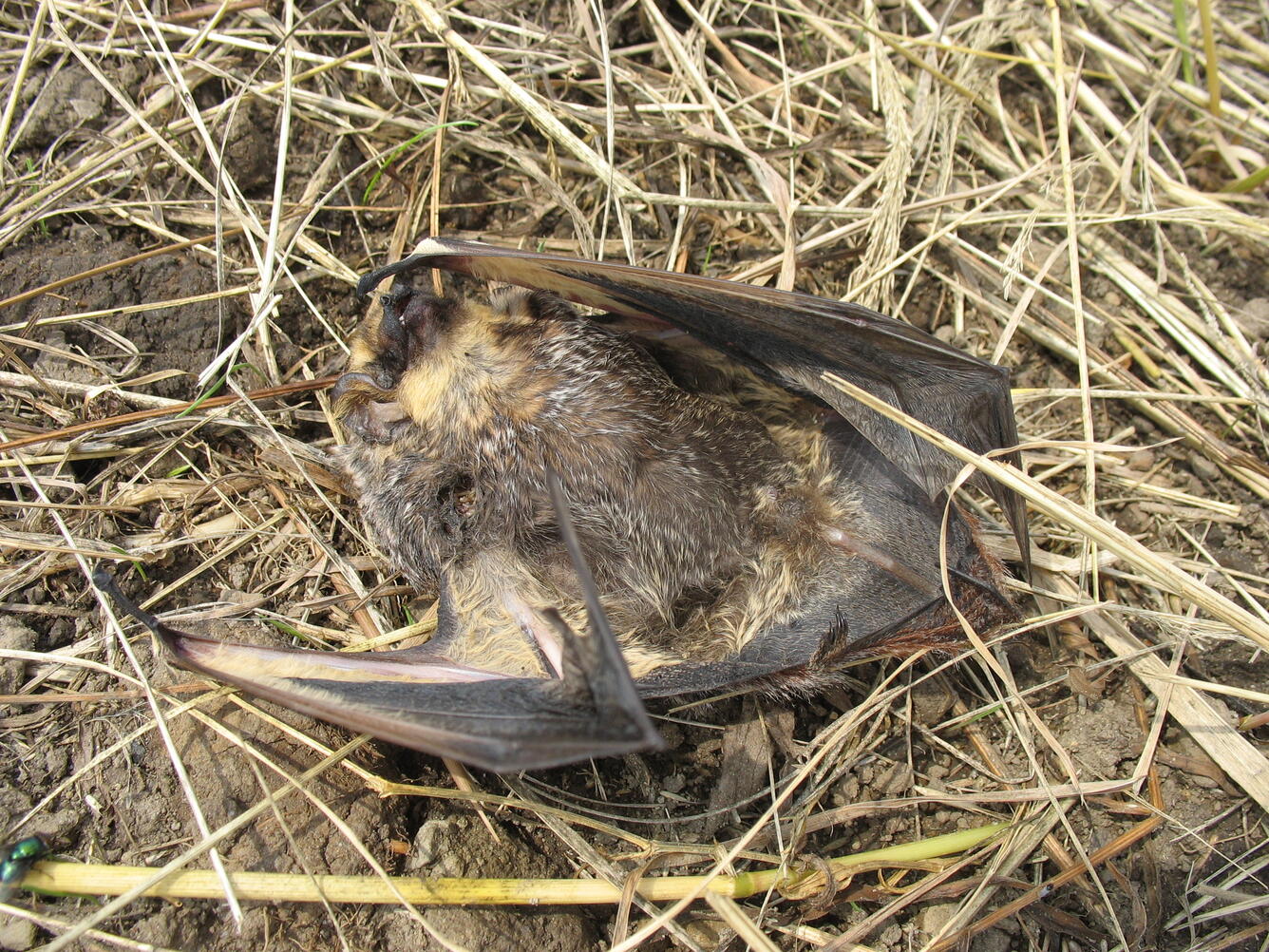 A bat that was killed by a wind turbine laying in the grass. 