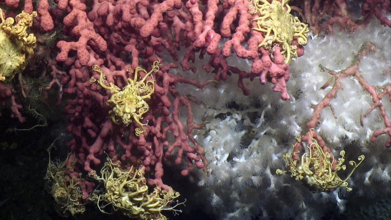 deepwater coral