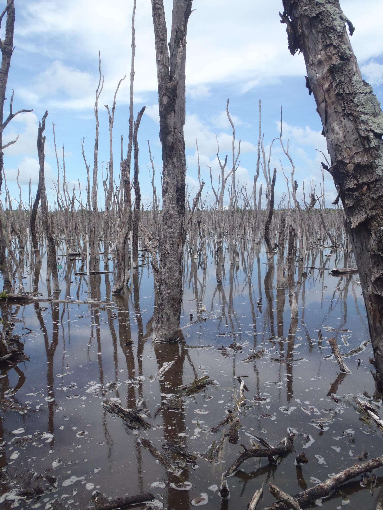 Degraded black mangroves