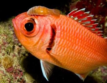 Understanding host-parasite and parasite consumer trophic relationships 